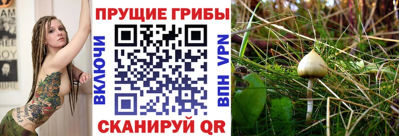 Галлюциногенные грибы Cubensis  Купить где  Мещовск 